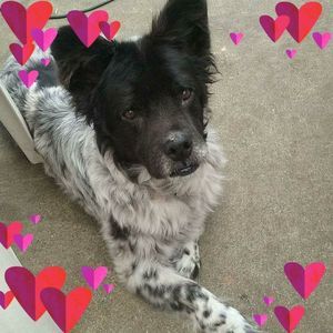 Meet your Posher, Shirley